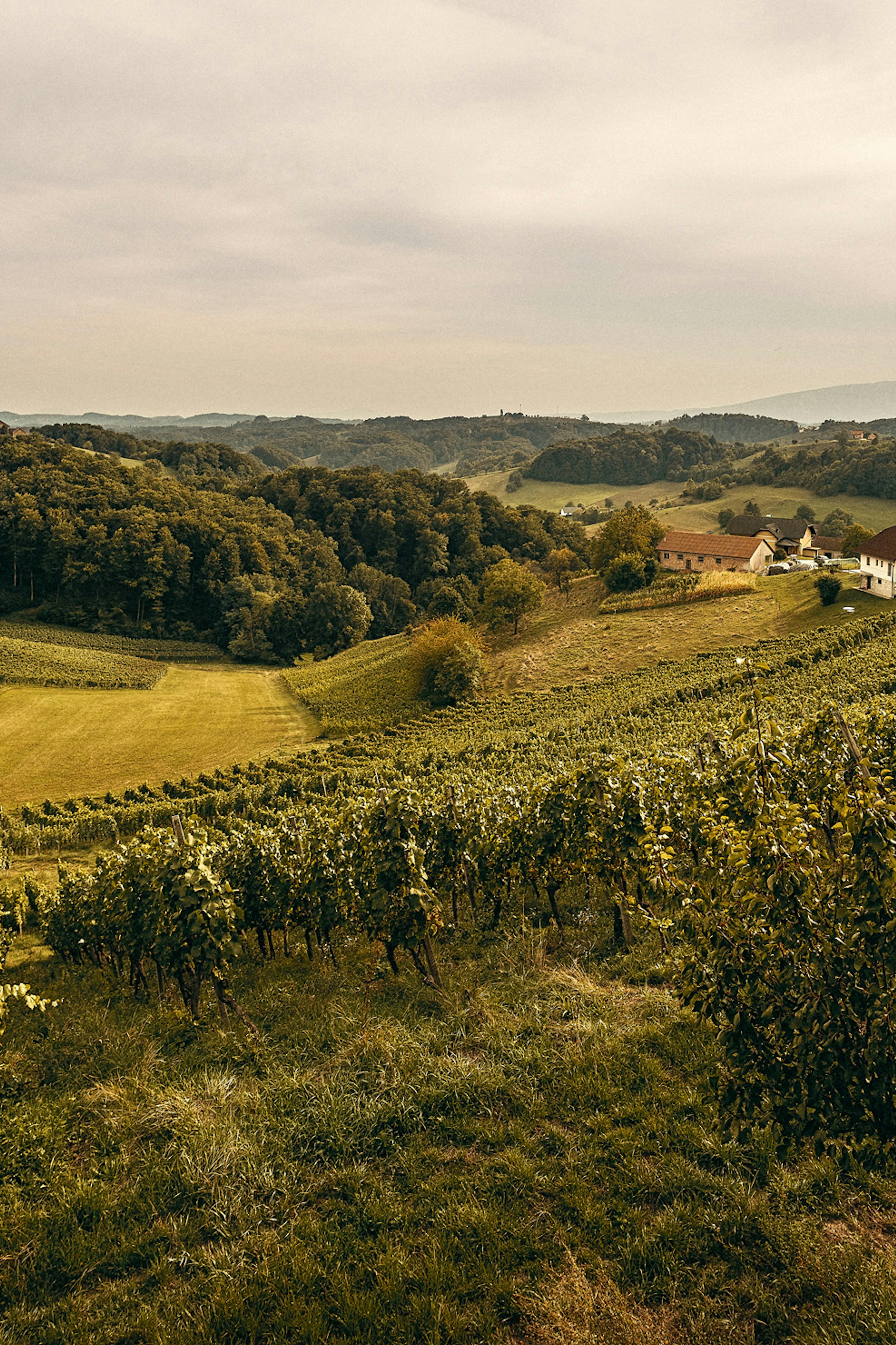 slovenske gorice